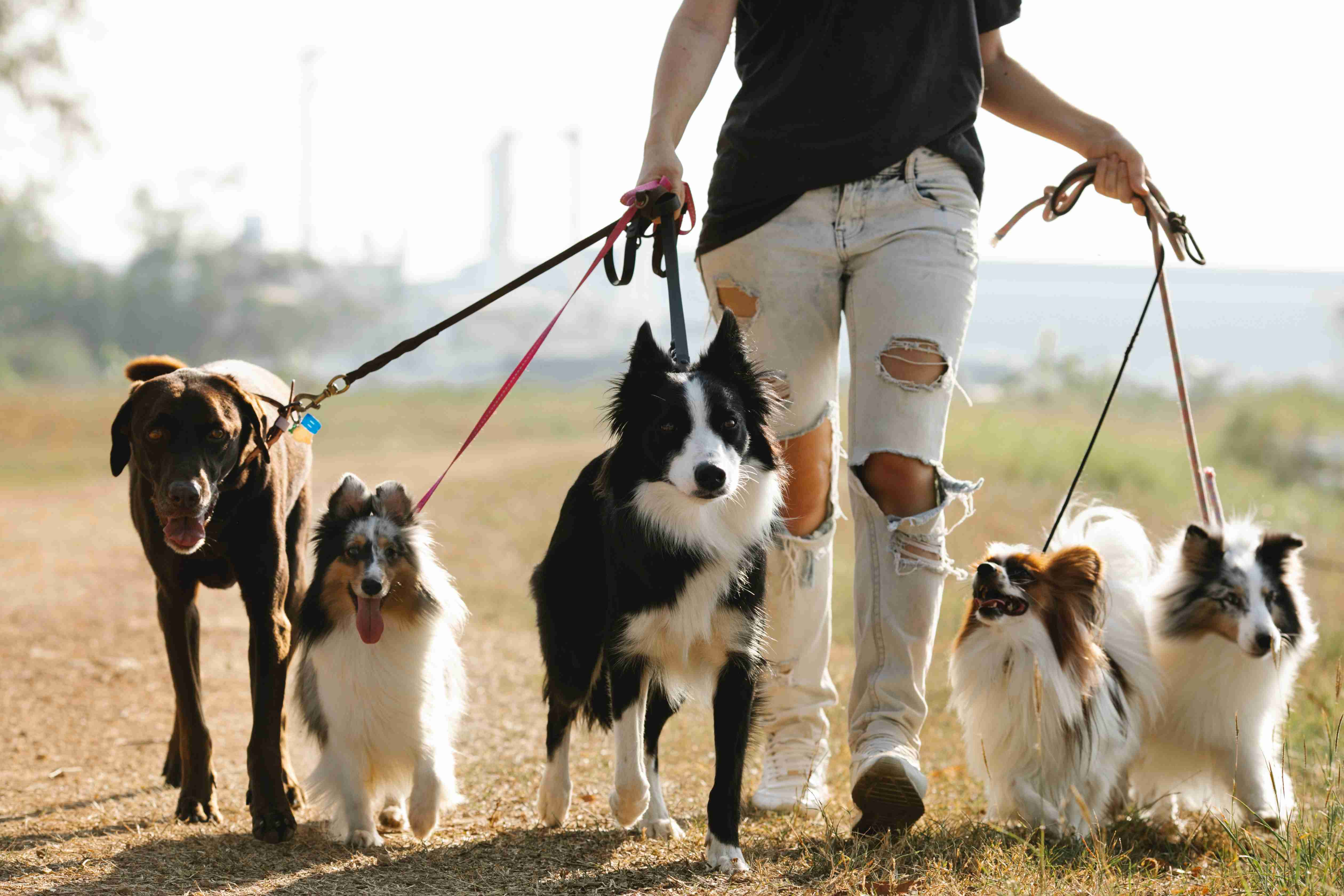 Keeping Your Border Collie's Ears Healthy: Effective Tips to Prevent Ear Mites